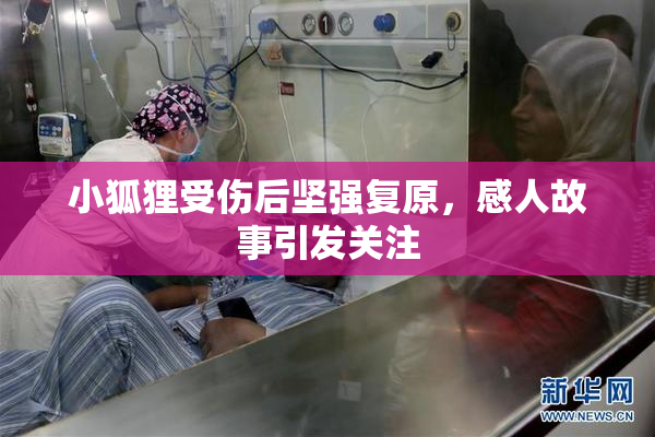 小狐狸受伤后坚强复原，感人故事引发关注