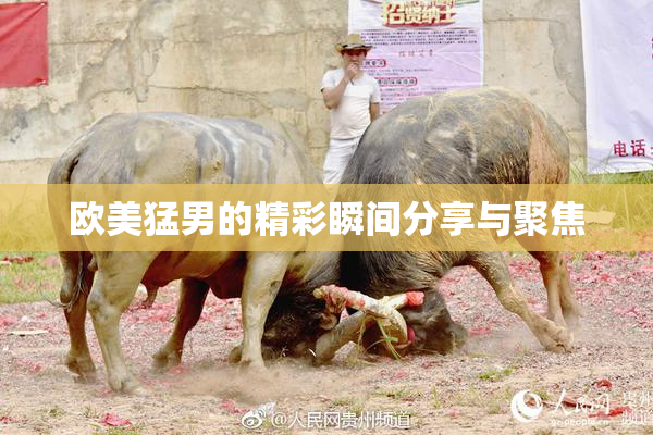 欧美猛男的精彩瞬间分享与聚焦