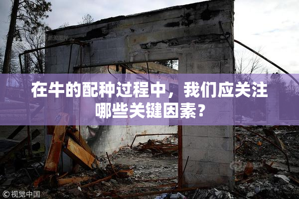 在牛的配种过程中，我们应关注哪些关键因素？