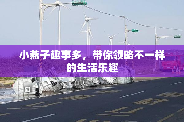 小燕子趣事多，带你领略不一样的生活乐趣