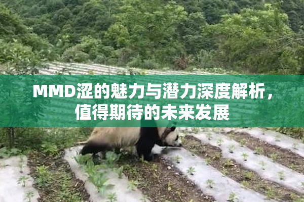 MMD涩的魅力与潜力深度解析，值得期待的未来发展