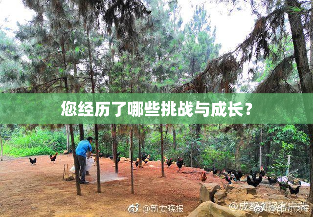 您经历了哪些挑战与成长？