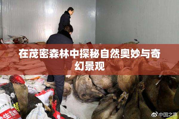在茂密森林中探秘自然奥妙与奇幻景观