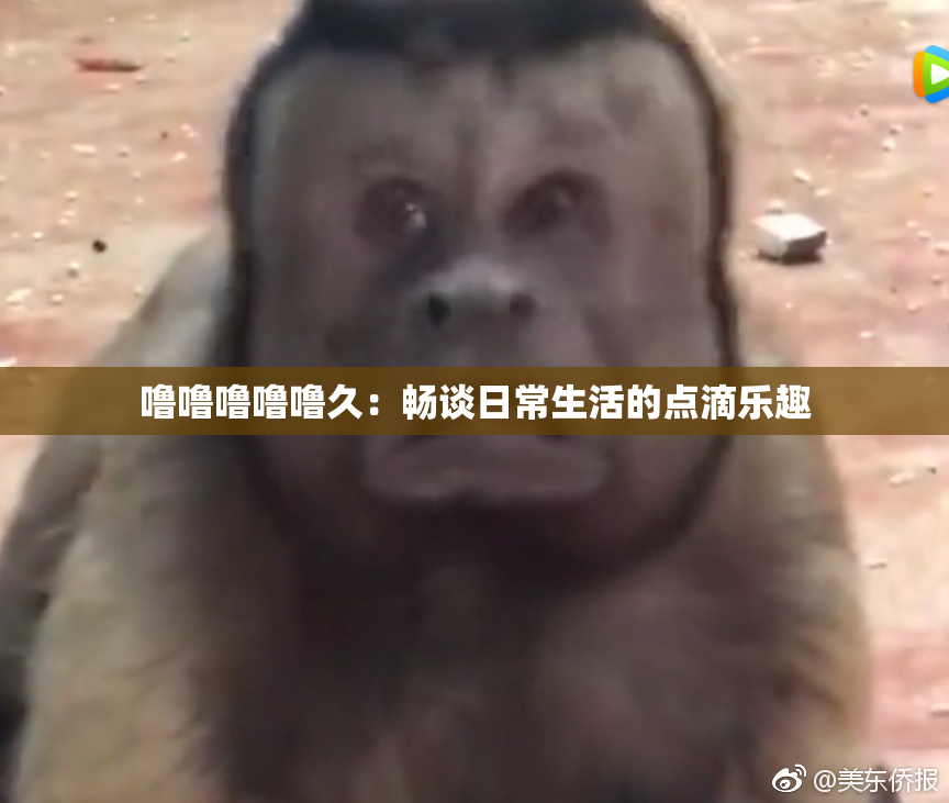 噜噜噜噜噜久：畅谈日常生活的点滴乐趣