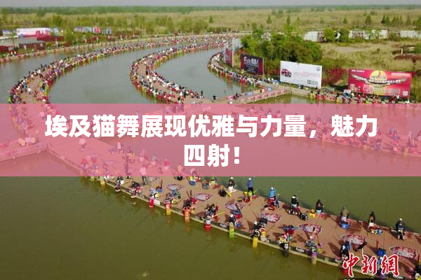埃及猫舞展现优雅与力量，魅力四射！