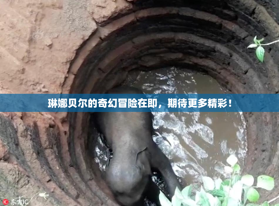 琳娜贝尔的奇幻冒险在即，期待更多精彩！