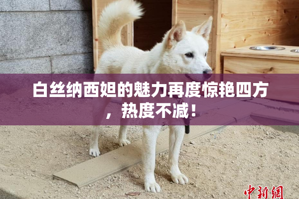 白丝纳西妲的魅力再度惊艳四方，热度不减！