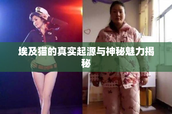 埃及猫的真实起源与神秘魅力揭秘