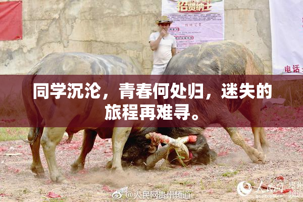 同学沉沦，青春何处归，迷失的旅程再难寻。