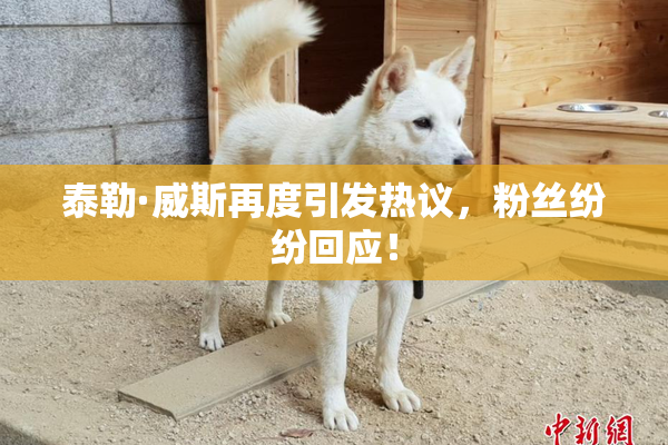 泰勒·威斯再度引发热议，粉丝纷纷回应！