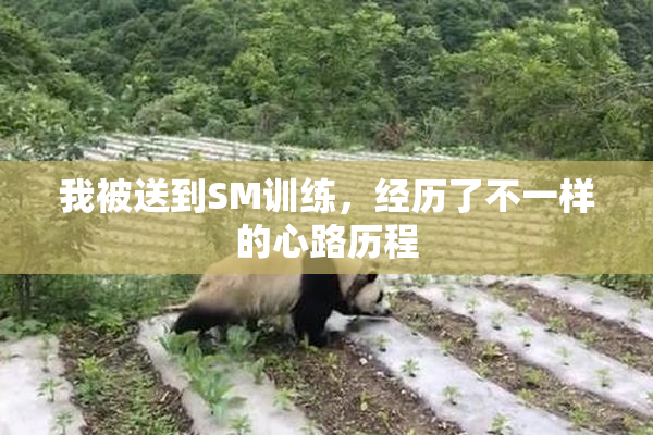 我被送到SM训练，经历了不一样的心路历程