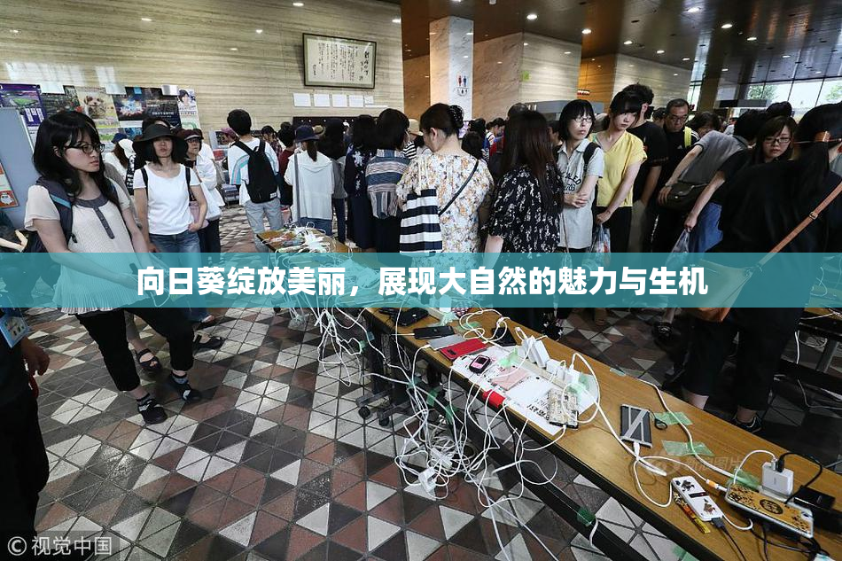 向日葵绽放美丽，展现大自然的魅力与生机
