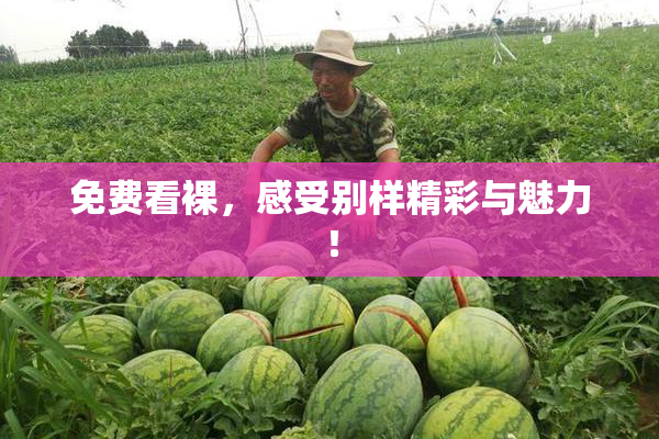 免费看裸，感受别样精彩与魅力！