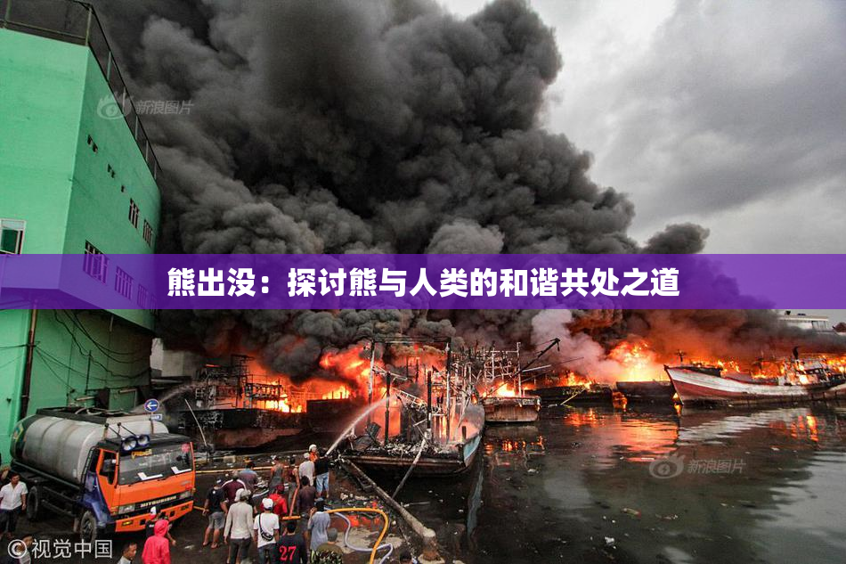 熊出没：探讨熊与人类的和谐共处之道