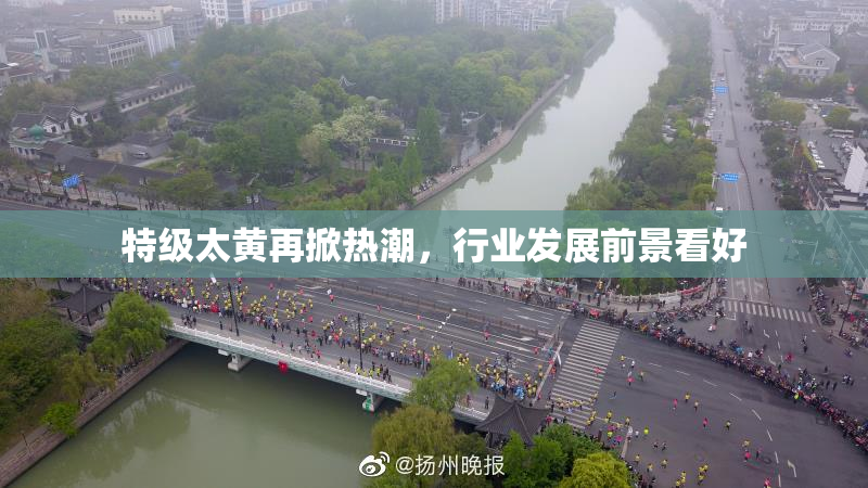 特级太黄再掀热潮，行业发展前景看好