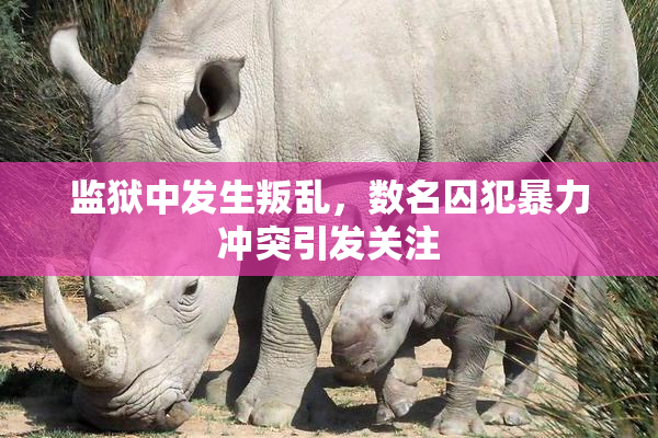 监狱中发生叛乱，数名囚犯暴力冲突引发关注