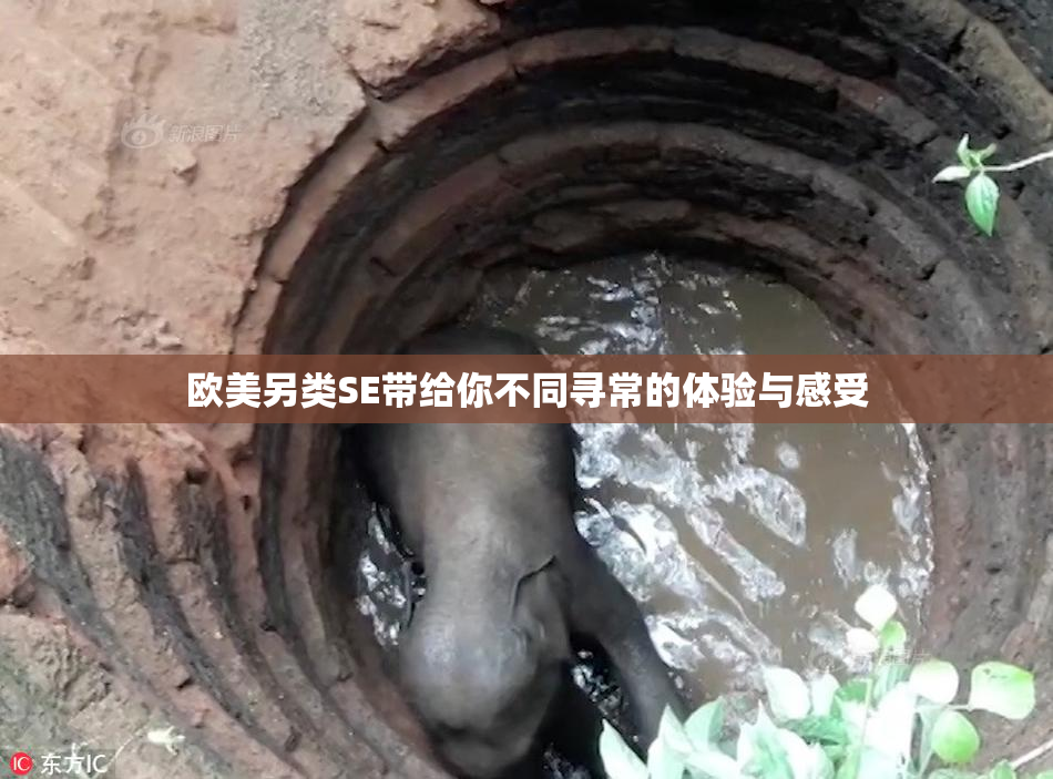 欧美另类SE带给你不同寻常的体验与感受