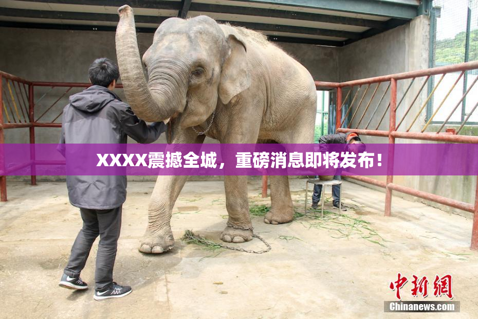 XXXX震撼全城，重磅消息即将发布！