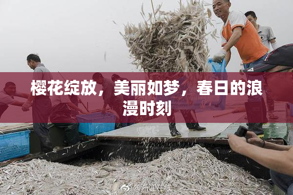 樱花绽放，美丽如梦，春日的浪漫时刻