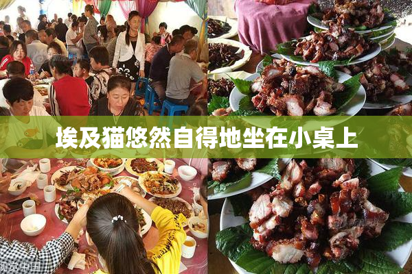埃及猫悠然自得地坐在小桌上