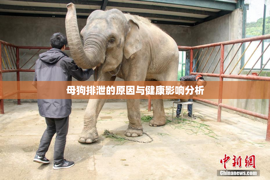 母狗排泄的原因与健康影响分析