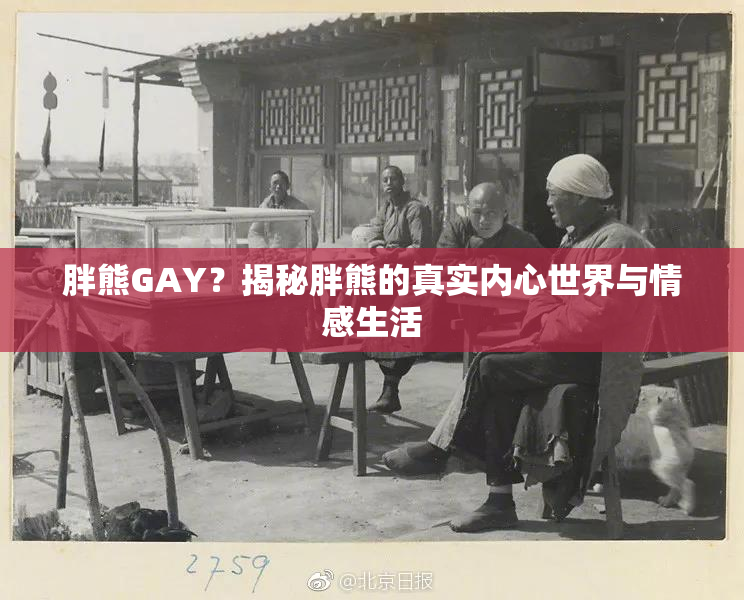 胖熊GAY？揭秘胖熊的真实内心世界与情感生活