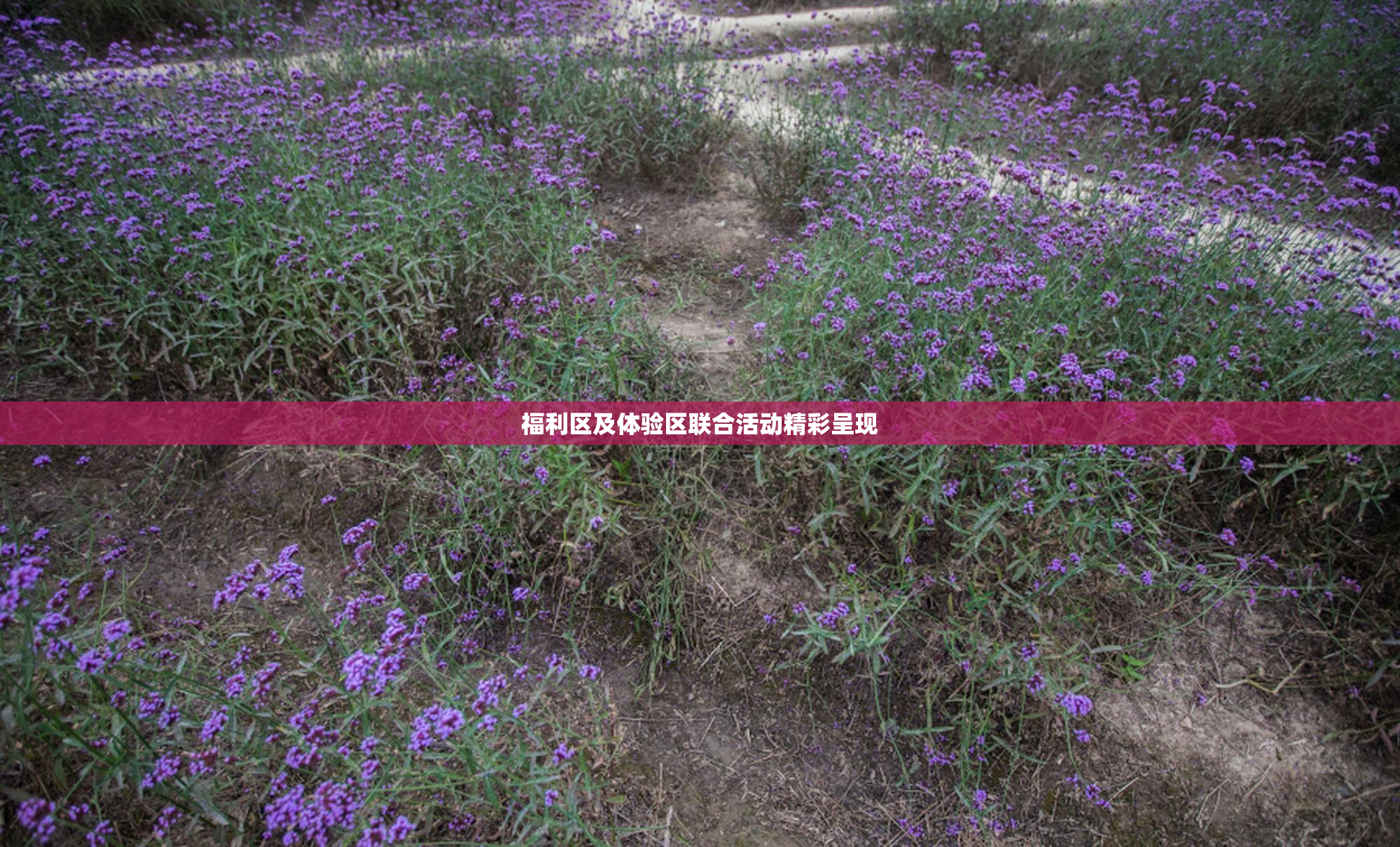 福利区及体验区联合活动精彩呈现
