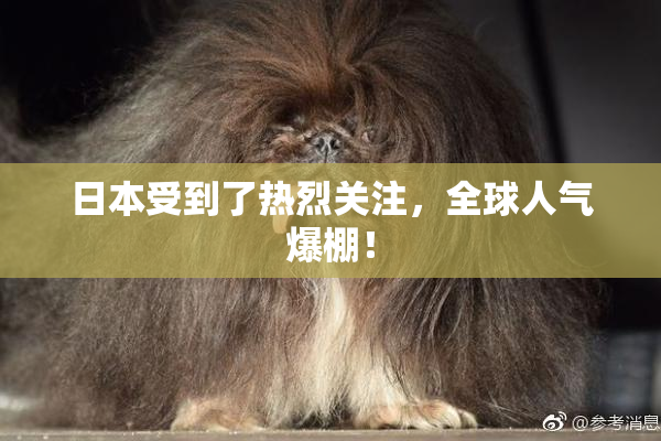 日本受到了热烈关注，全球人气爆棚！