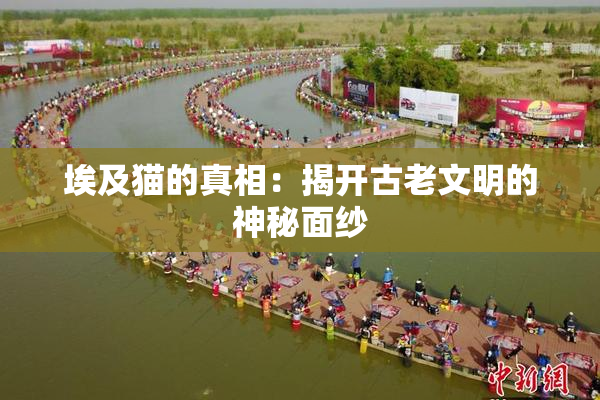 埃及猫的真相：揭开古老文明的神秘面纱