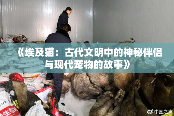 《埃及猫:古代文明中的神秘伴侣与现代宠物的故事》
