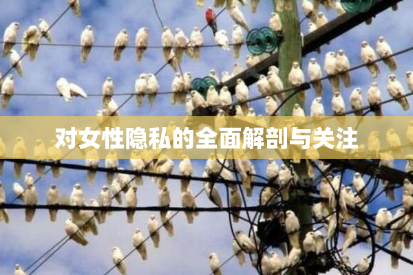 对女性隐私的全面解剖与关注