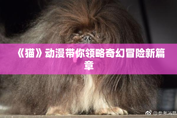 《猫》动漫带你领略奇幻冒险新篇章
