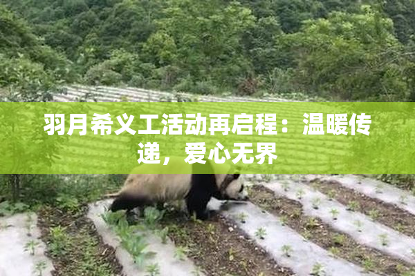 羽月希义工活动再启程：温暖传递，爱心无界