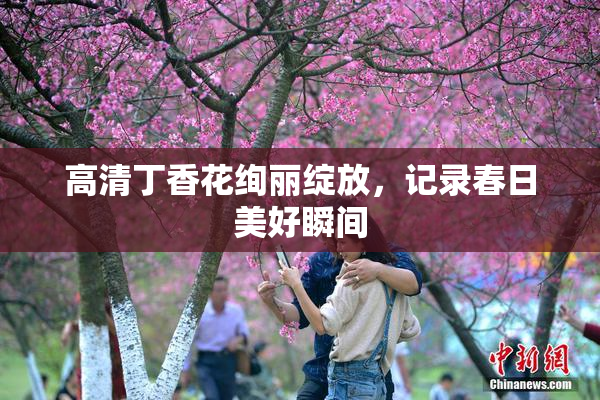 高清丁香花绚丽绽放，记录春日美好瞬间
