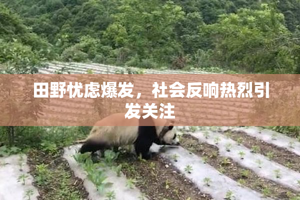 田野忧虑爆发，社会反响热烈引发关注