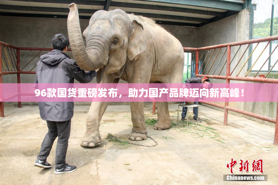 96款国货重磅发布，助力国产品牌迈向新高峰！