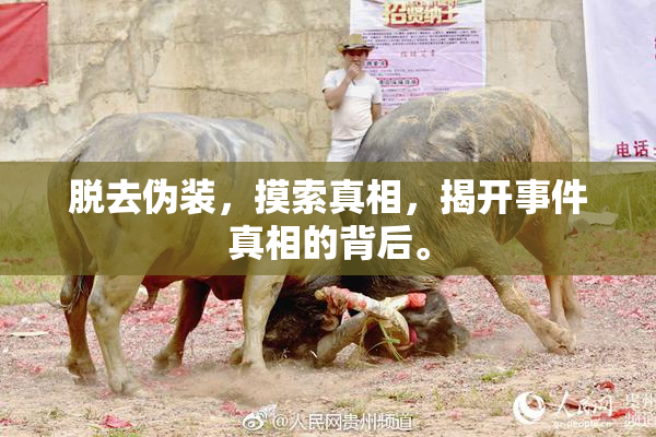 脱去伪装，摸索真相，揭开事件真相的背后。