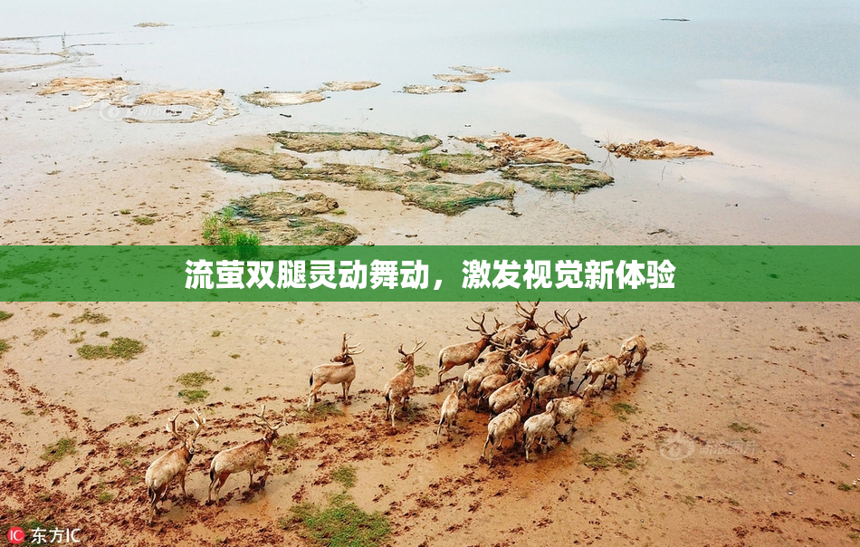流萤双腿灵动舞动，激发视觉新体验