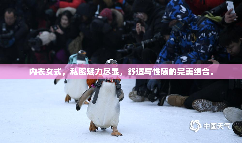 内衣女式，私密魅力尽显，舒适与性感的完美结合。