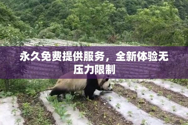 永久免费提供服务，全新体验无压力限制