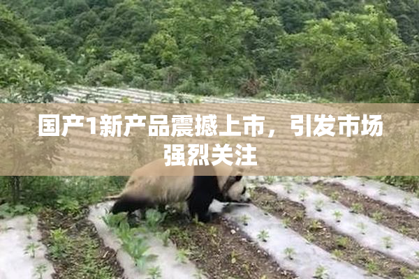 国产1新产品震撼上市，引发市场强烈关注