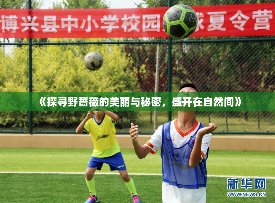《探寻野蔷薇的美丽与秘密，盛开在自然间》