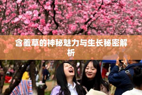 含羞草的神秘魅力与生长秘密解析