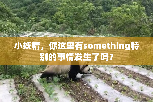 小妖精，你这里有something特别的事情发生了吗？