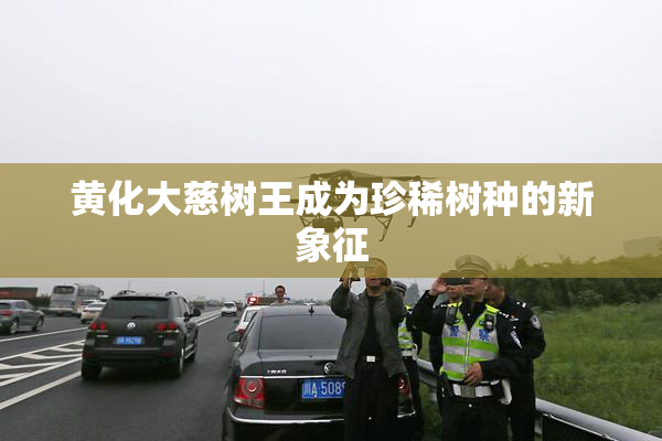 黄化大慈树王成为珍稀树种的新象征