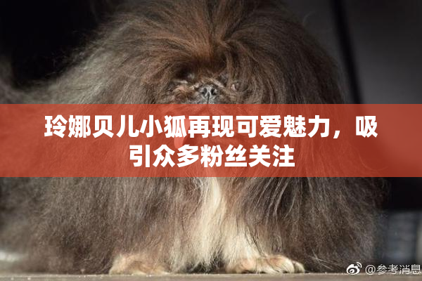 玲娜贝儿小狐再现可爱魅力，吸引众多粉丝关注