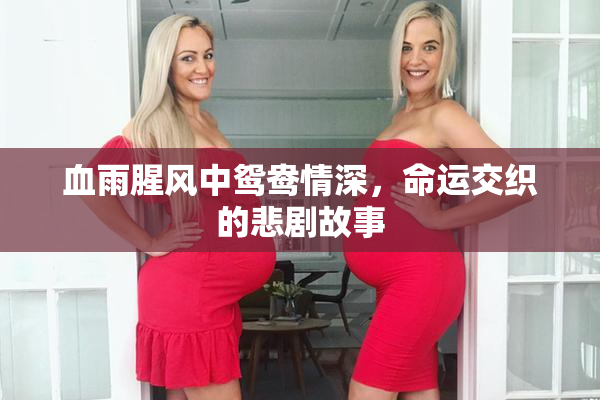 血雨腥风中鸳鸯情深，命运交织的悲剧故事