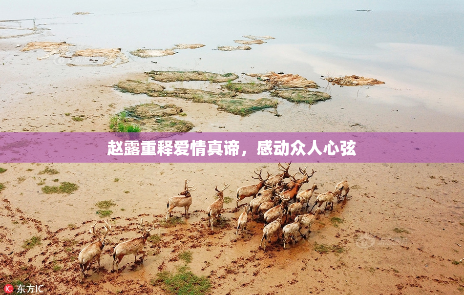 赵露重释爱情真谛，感动众人心弦