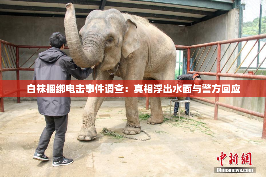 白袜捆绑电击事件调查：真相浮出水面与警方回应