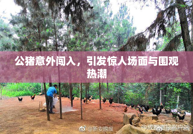 公猪意外闯入，引发惊人场面与围观热潮